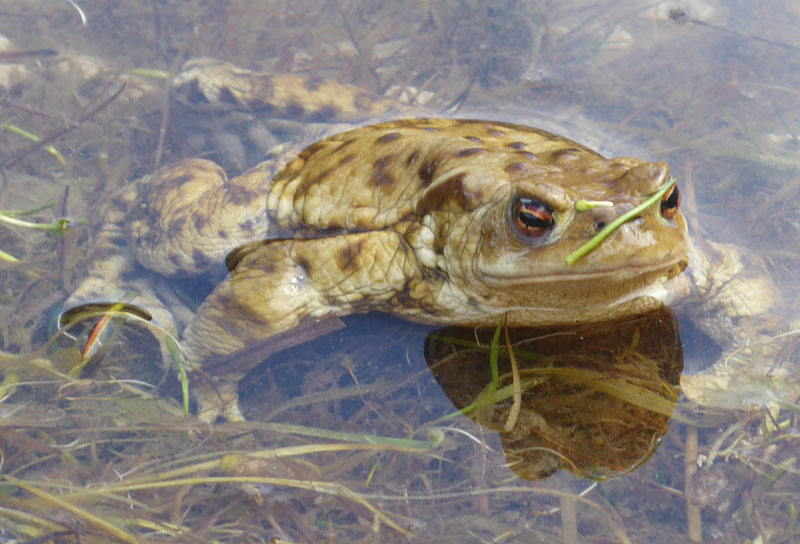 uova e rane di Bufo bufo .....(Rospo comune)